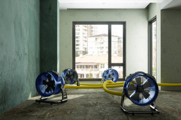 Best Professional water damage repair  in Point Clear, AL